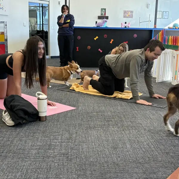 Puppies greeting guests during yoga at K9 Rox Club